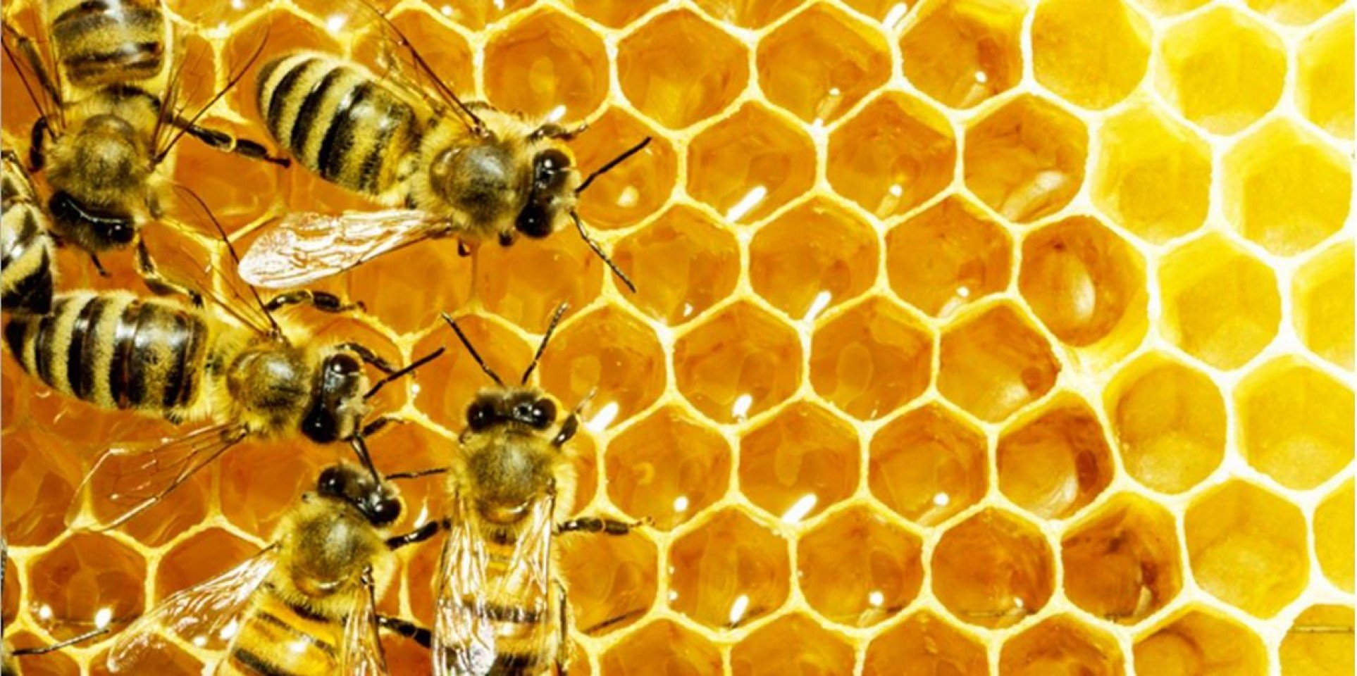 В Томской области пройдет обучающий семинар для пчеловодов