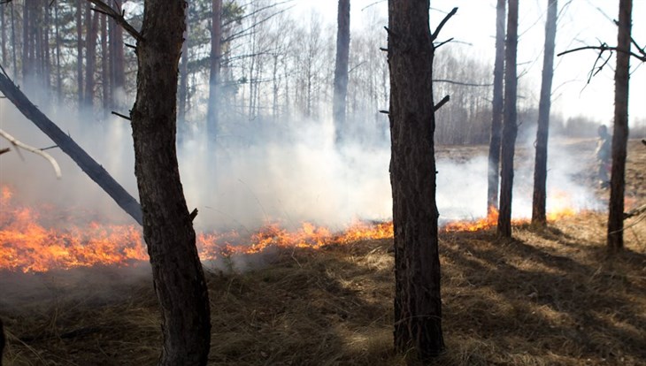 В Томской области ликвидировано 8 лесных пожаров