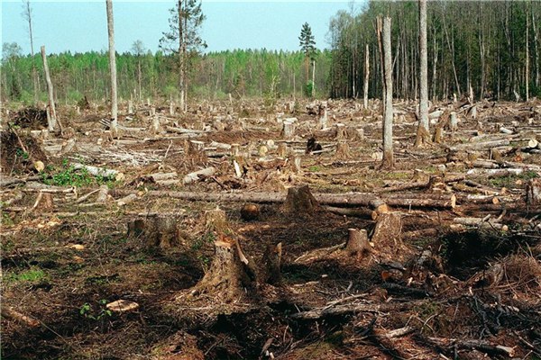 Экс-помощник лесничего получил условный срок за выдачу разрешения на рубку леса