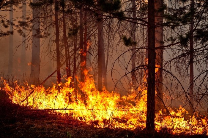 Около 100 млн рублей получит Томская область на закупку лесопожарной техники